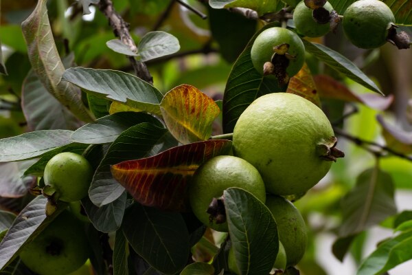 The Many Benefits of Guava Leaves 